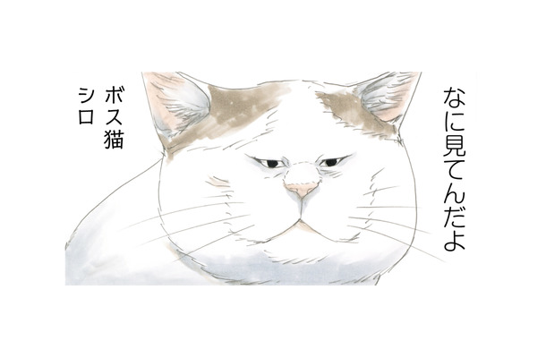 この町を守るのがおれの使命！ 強くなければ生きていけない…ボス猫・シロの生き様とは？【続 ミケちゃんとやすらぎさん #４】