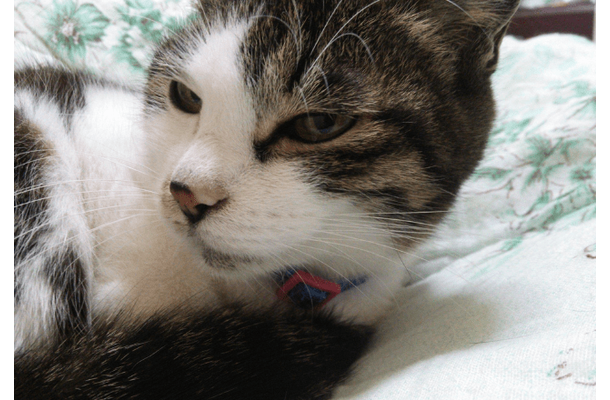 ベランダで…愛猫が網戸に猛ダッシュ　スイスイ登る姿に「忍者！？」しかし次の瞬間⇒まさかの弱点に「あまりに面白い」