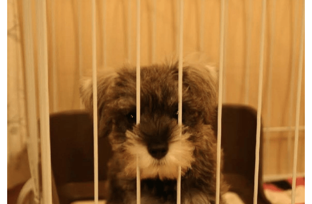 初めて飼った愛犬……白黒だった子犬が1年後→まさかの姿に「珍しいね!」