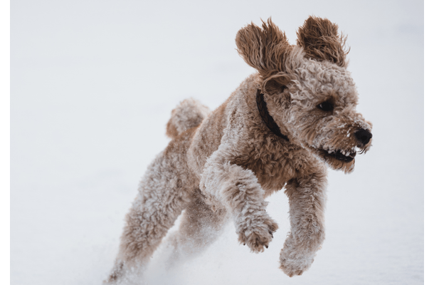 愛犬がゴミ袋を漁り中…背後から「ワッ!」次の瞬間⇒想像以上のリアクションに「怒るの忘れた」
