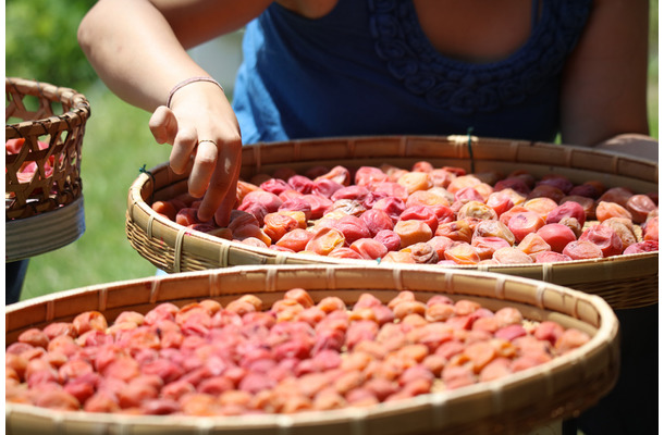 「ていねいな暮らし」とは無縁だった52歳・バツイチ女性が、梅干しをつけてみたら