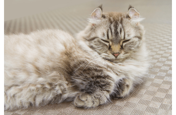 7キロの愛猫を連れて行くと…おばあさんの“可愛すぎる勘違い”に⇒「大笑い」「一緒に頑張ろうね」