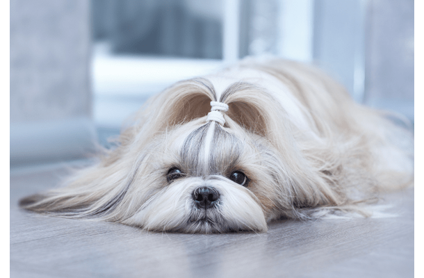 呼んでも無視するシーズー　試しに「ぬいぐるみ」を可愛がると⇒衝撃的な豹変に「やばい」「この子一筋」