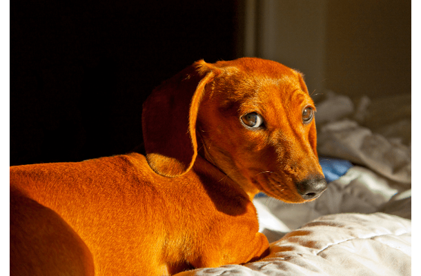 トイレに失敗した愛犬が驚きの行動に！？　自力で「証拠隠滅」を試みるも⇒目が合った瞬間の”反応”に「爆笑した」