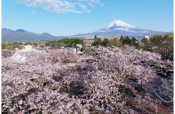 Spring Festival 2026／提供画像