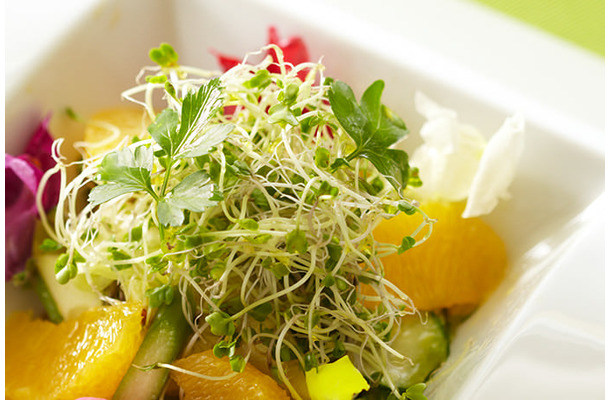 がん予防の権威である医師開発の野菜って！？ビタミンCよりも抗酸化力が長時間続き、老化予防にも最適で「しかもワンコイン以下」スーパーフードとは