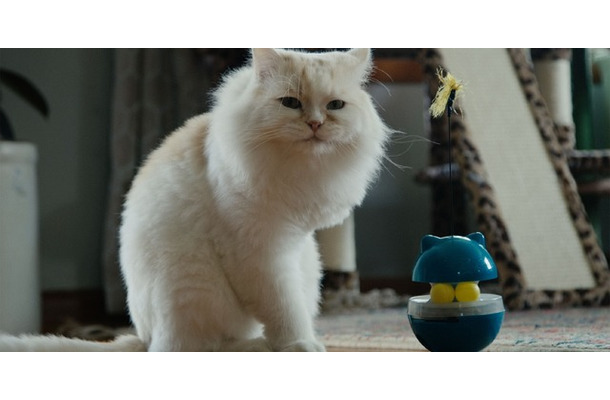 『猫たちと7000マイルの旅』©2025 Gray Hat Productions LLC All Rights Reserved