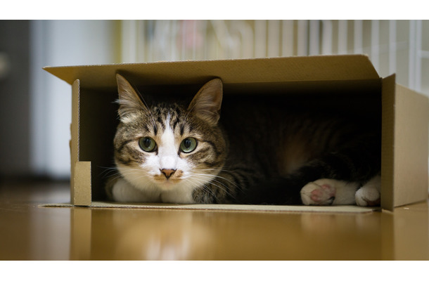 箱から子猫が何匹も…ぎゅうぎゅうになりながら出てくる姿が可愛い！