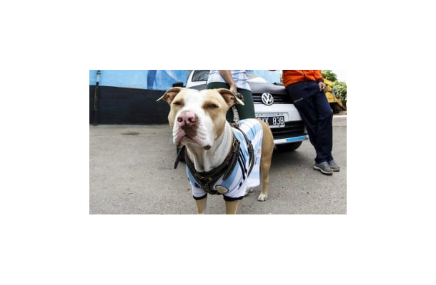 ピッチに乱入した犬、シュートを止めて話題に