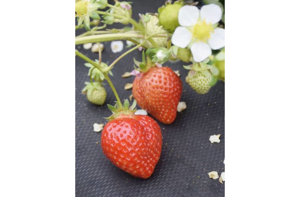 高級ブランドイチゴ「あまおう」＝福岡県大木町