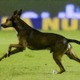 ボールが好き過ぎる犬が試合に乱入！選手を股抜きする