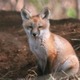 ピッチにキツネが3回乱入。袋で遊ぶ