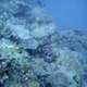 辺野古サンゴ移植を容認