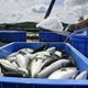 上半期の農産物輸出最高