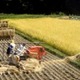 コメ価格、3年ぶり上昇へ
