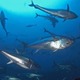 日本のマグロ漁獲枠295トン増