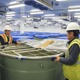 「獺祭」来春からNY生産