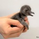 マゼランペンギンの赤ちゃん2年ぶり誕生…すみだ水族館