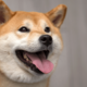 ペットハウスに喜ぶ柴犬　中で暴れていると勢い余り…「笑いが止まらない」
