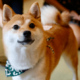 敏感すぎる柴犬…禁句の”おふろ”を言い換えたら⇒まさかの状態に「思わず笑った」