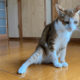 2階のベランダから落ちた愛猫　病院では異常なく家に帰ると…⇒まさかの様子に「すごいな～」「甘えたかったのかな」