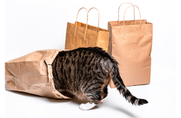 買い物から帰宅した飼い主　愛猫が盗んだまさかの物に「食べれるんだ！」