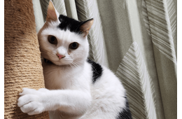 一日中ご飯をねだる猫　妻が”猫の愚痴”をいうと→まさかの行動を！？