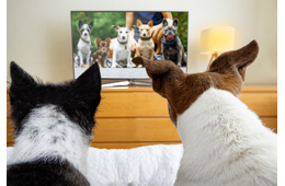 テレビを見る愛犬　小型犬が映った瞬間→まさかのアピールに「思わず笑った」「健気だ」