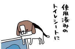 おもちゃで遊んだり、ほとんどしない愛犬。なのに、なぜトイレシートに反応?!【パンダと犬 ＃３】