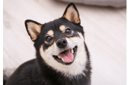 イタズラを□ろうとする飼い主　次の瞬間…→柴犬のポーズに「完全に現行犯」「怒る気失せた」