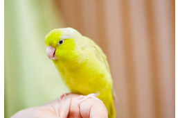 好奇心旺盛なインコ　帰宅すると”まさかの物”をくわえ…→「やってくれたなぁ！」「笑った」