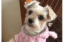 ご飯待ちの愛犬…いつもはお座りだけど⇒ご飯直前に”まさかのポーズ”で「ごめんね」「かわいすぎ！」