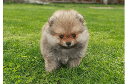 生後6ヶ月のポメラニアン…飼い主がいたずらを□ると⇒愛犬の”拗ねたときの行動”に「かわいい」