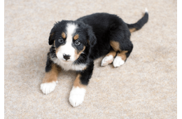 家に迎えたばかりの子犬…「クゥン」と鳴くので様子を見ると→予想外の姿に「心配しすぎやった」「思わず笑った」