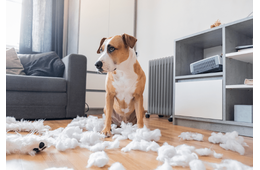 仕事から帰宅した飼い主 部屋がぐちゃぐちゃで…⇒犬2匹の“反応の違い”に「思わず笑った」