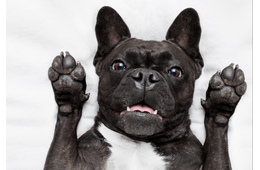 帰宅しても”お迎えしない愛犬”に違和感…心配で寝室を覗くと⇒愛犬「しまった！」まさかの行動に爆笑！？