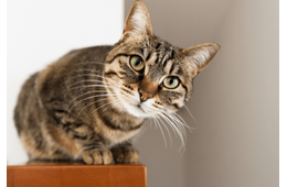 テレビの料理番組が好きな猫　大好きな食材が映ると…⇒まさかの興奮状態に「思わず笑った」