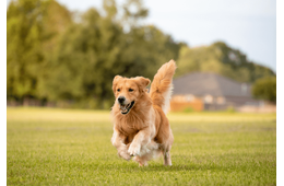 愛犬と散歩中…近所のお寺で池を発見⇒愛犬の”まさかの勘違い”で「思わず爆笑」