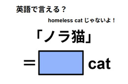 英語で「ノラ猫」は何て言う？