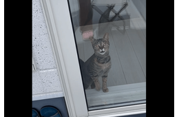 洗濯物でバタバタする飼い主　すると愛猫が勘違い！？⇒助けに来た姿に「動画撮ってよかった！」