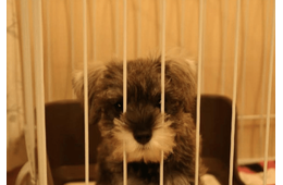 初めて飼った愛犬……白黒だった子犬が1年後→まさかの姿に「珍しいね！」