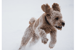 愛犬がゴミ袋を漁り中…背後から「ワッ！」次の瞬間⇒想像以上のリアクションに「怒るの忘れた」