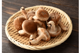 夏休みに「祖父のしいたけ栽培」を手伝った8歳の娘　思い出を綴った作文が”驚きのニュース”に「胸いっぱい」