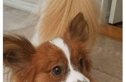 トイレから聞こえる謎の音　恐る恐る覗き込むと⇒愛犬の”衝撃の姿”に「おもちゃじゃないから！」