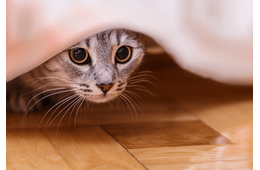 帰宅したら愛猫が消えた！？家中で名前を呼び、絶望した瞬間に⇒思わぬ場所から現れ「ここか」