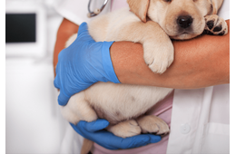 病院で…診察台に乗らない犬。すると「あらら…？」まさかの状態の姿に「乗るんかーい！」