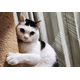 一日中ご飯をねだる猫　妻が”猫の愚痴”をいうと→まさかの行動を！？
