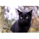 痩せ細った野良の黒猫　子猫を連れてきたので保護すると⇒まさかの展開に「すっかりメロメロ」