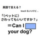 英語で「ペットに触ってもいいですか？」は何て言う？