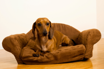 なぜか”怯えた顔”でおすわりする愛犬。次の瞬間、愛犬がおとなしい理由に「正直な犬」「思わず笑った」 画像